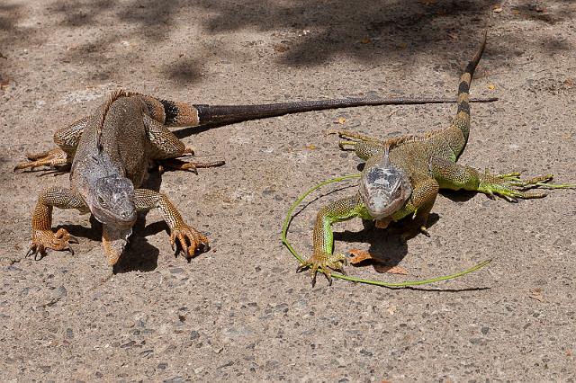 63 Honduras, Roatan, Sherman's Iguanas Refuge.jpg